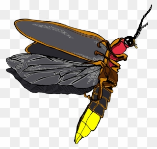 Firefly Icon Clipart - Firefly Insect Png Transparent Png