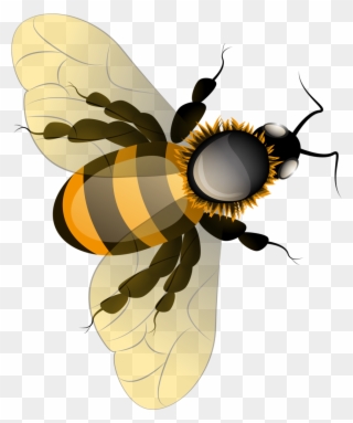 Utah Clipart Honey Bee Nest - Honey Bee - Png Download