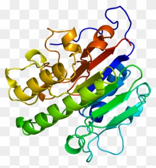 Protein Apex1 Pdb 1bix - Apex1 Gene Clipart