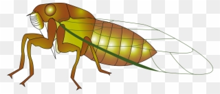 Insect The Cicada Cicadidae True Bugs Drawing - Cicada Clipart - Png Download