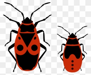 Beetle European Firebug True Bugs Drawing Nymph - Fire Bug Clipart - Png Download