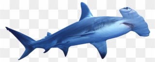 Hammerhead Great White Shark Clip Art Great White Shark - Hammerhead Shark Svg - Png Download