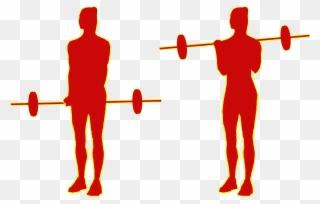 Barbell Or Cable-curls 21s - Bodybuilding Clipart
