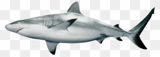 Shark Png Picture Stock - Grey Shark Clipart