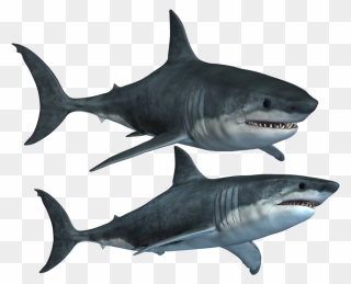 Great White Shark Clipart High Resolution - Shark Hd Png Transparent Png