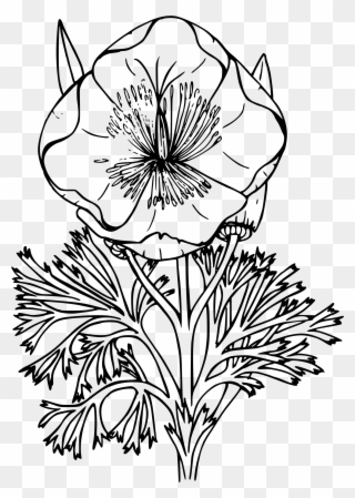 Download Clip Art Freeuse Library My Picture For Classroom - Wildflower Png Black And White Transparent Png