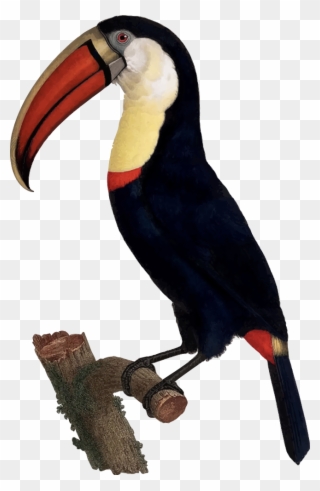 Toucan - Giclee Painting: Levaillant's Hand Coloured Engraving Clipart