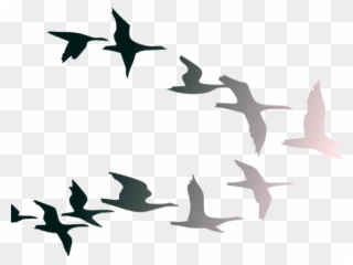 Flight Clipart Clip Art - Flock Of Birds Cartoon - Png Download