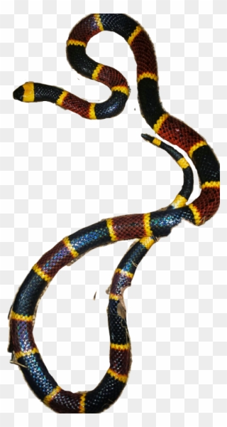 Sonoran Coral Snake Clipart