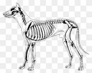 Bones Clipart Sketch Dog - Dog Skeleton Clip Art - Png Download