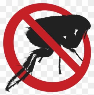 How To Get Rid Of Fleas - Anti Flea Png Clipart