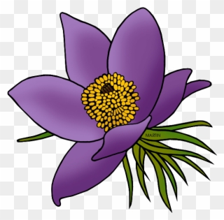 State Floral Emblem Of South Dakota - South Dakota State Flower Clipart
