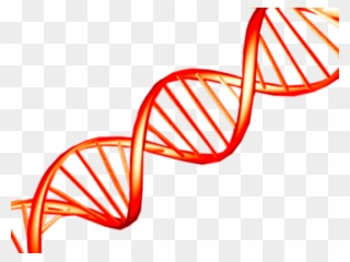 Dna Structure Clipart Clipart Transparent Background - Red Dna Png