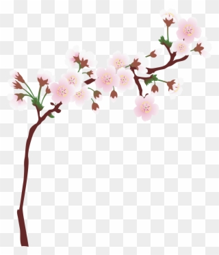 Graphic Library Download Branch Transparent Spring - Cherry Blossom Tree Branch Png Clipart