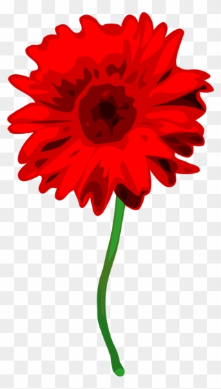 Gerbera Clipart Small - Red Carnation No Background - Png Download