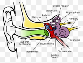 Anatomy Of The Ear Ks2 - मानव कान की संरचना Clipart