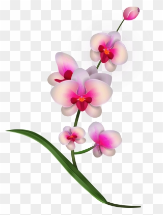 Orchid - Pink Orchids Png Clipart Transparent Png