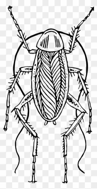 Cockroach - Black And White Clipart Of Cockroach - Png Download