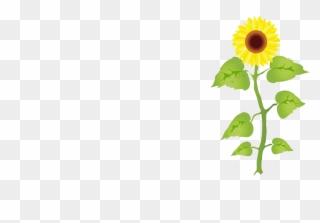 Most Sunflowers Are Remarkably Tough And Easy To Grow - Sunflower Growth Stages Clipart