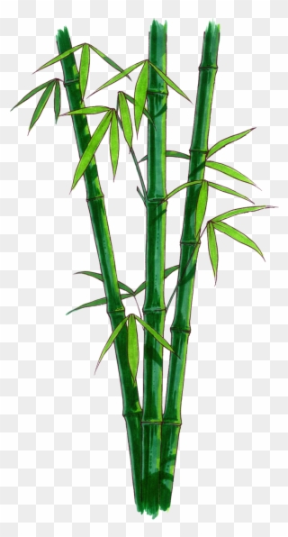 Bamboo Png Transparent Free Images Png Only Bamboo - Bamboo With No Background Clipart