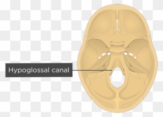 Hypoglossal Canal Download - Foramen Magnum Clipart