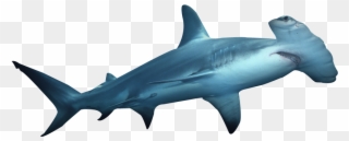 Hammerhead Shark Png Hd Transparent Hammerhead Shark - Hammerhead Shark No Background Clipart