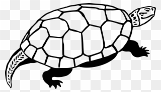 Sea Turtle Reptile Line Art Drawing - Clip Art - Png Download