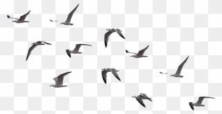 Flying Crows Clipart - All Png For Picsart Transparent Png