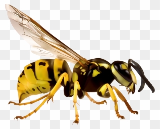 Insects Clipart Hornet - Wasp White Background - Png Download