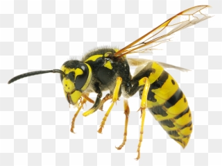 Wasp Flying Clipart
