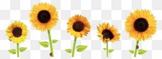 Sunflowers - Sunflowers Tumblr Png Clipart