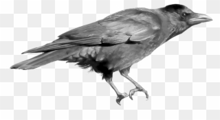 Head Clipart Raven - Crow Png Transparent Png
