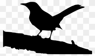 Raven Clipart Mockingbird - Mockingbird On A Tree - Png Download