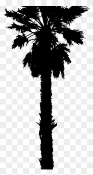 Date Palm Clipart Desert - California Palm Trees Vector - Png Download