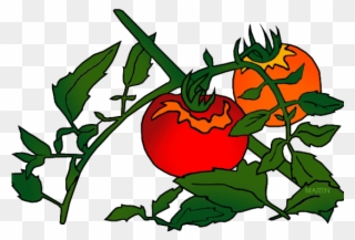 Tomato Clipart Branch - Tomato Plant Clip Art - Png Download
