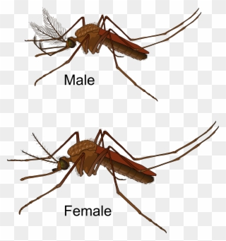 Big Image - Culex Mosquito Male And Female Clipart
