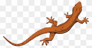 Graphic Stock Chameleon Clipart Lizzard - Lizard Png Transparent Png