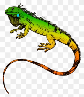 Iguana Clipart Pet Lizard - Iguanas Sticker - Png Download