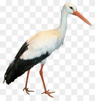 Crane Clipart Stork Bird - Stork Png Transparent Png