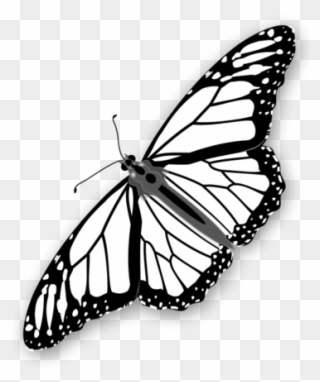 Monarch Butterfly Clipart Stencil - Flying Monarch Butterfly Black And White - Png Download