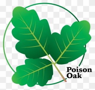 It Can Take Many Forms, Usually A Woody Vine Or Shrub - Poison Ivy Clipart