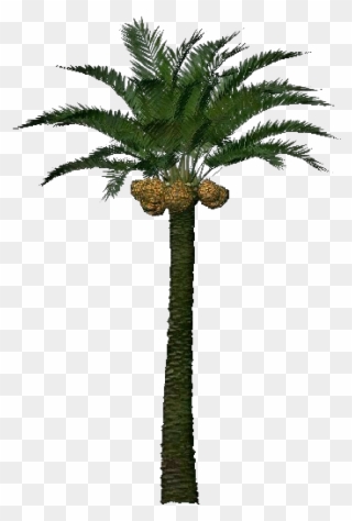 3d Coconut Tree Png Download - Palm Tree Fruit 3d Clipart