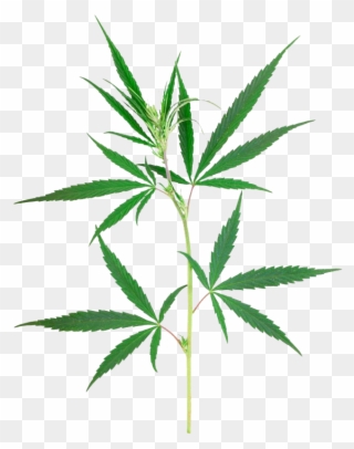 Petite Plante De Cannabis Clipart