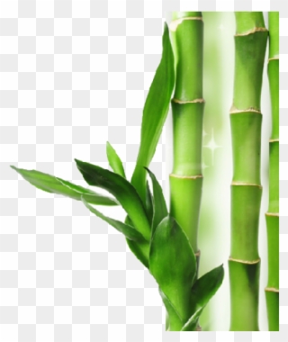 Bamboo Clipart Short - New Photo Background Png Transparent Png