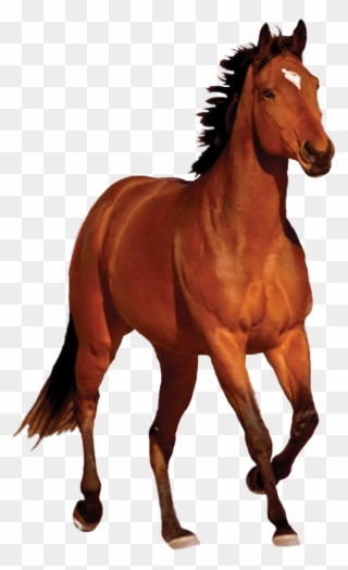 Brown Horse Clipart Hd - Horse Cb Png Picsart Transparent Png