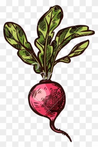 Radish Vector Sketch Vegetable Icon - Vegetable Clipart
