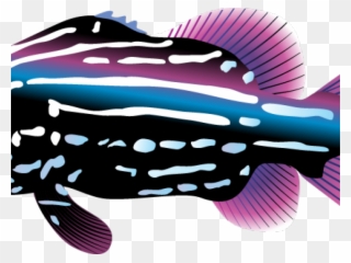 Tropical Fish Clipart Teacher - Decal Tropical Fish Aquarium Car Window Jet Ski D217 - Png Download