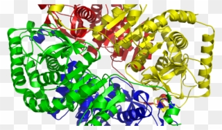 Lactate Dehydrogenase Structure Clipart