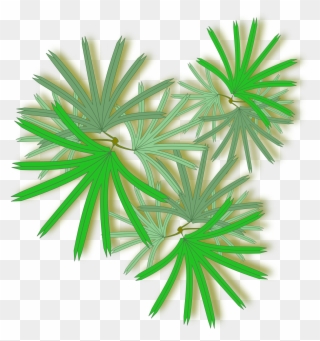 Palm Tree Top Png - Png Palm Top View Clipart