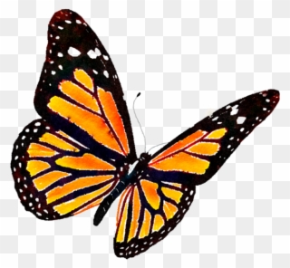 Monarch Butterfly Png - Monarch Butterfly Transparent Background Clipart